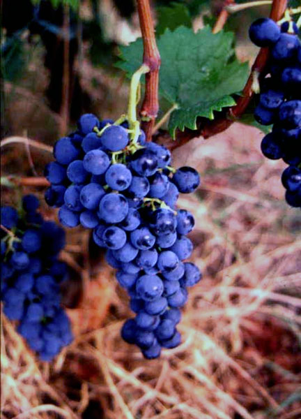 Castiglione-di-Bova vitigno lacrima nera di ferruzzano